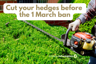 Cut your hedges before 1 March ban