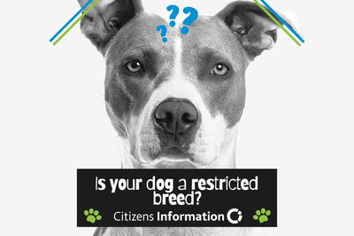 Image of dog – is your dog a restricted breed?