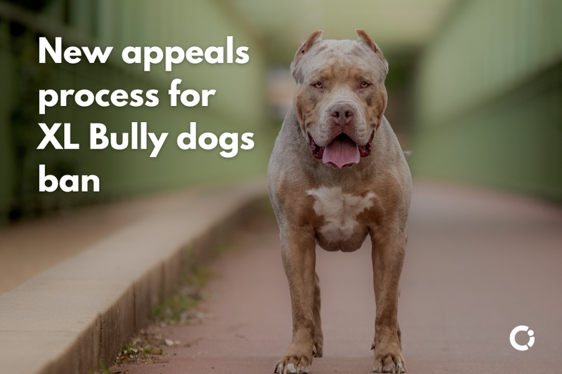 XL Bully dog standing up. Overlay text reads “New appeals process for XL Bully dogs ban".